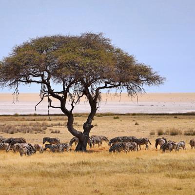 01 - Etosha