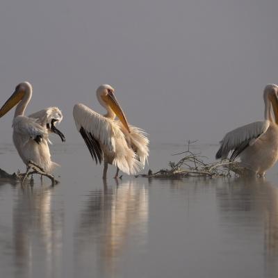 Le delta du Danube 02