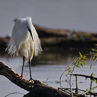 Le delta du Danube 03