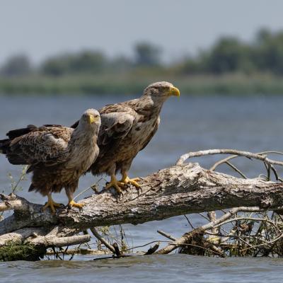 Le delta du Danube 04