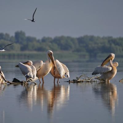 Le delta du Danube 05