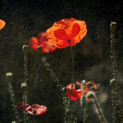 La résilience du coquelicot 06