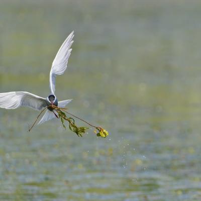 Le delta du Danube 08