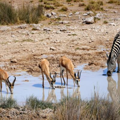 08 - Etosha