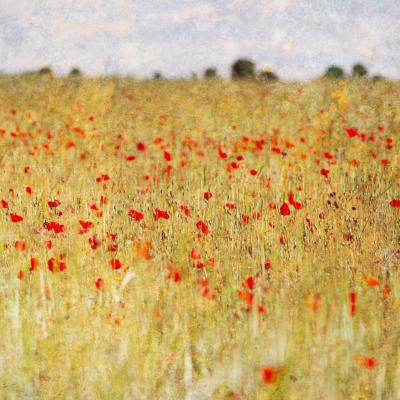 La résilience du coquelicot 09