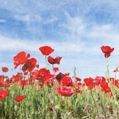 La résilience du coquelicot 10