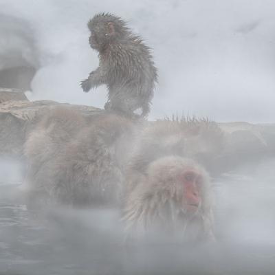 Macaques japonais 11