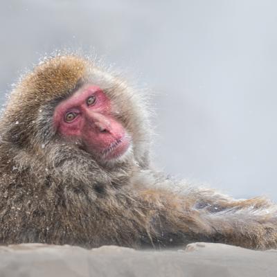 Macaques japonais 12