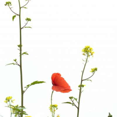 La résilience du coquelicot 12