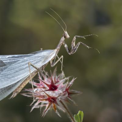 12 - Mue de mante ocellée