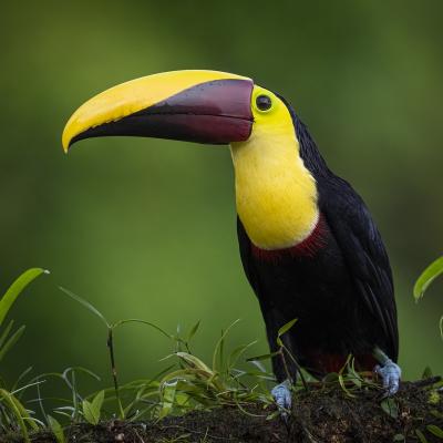 15 toucan tocard 