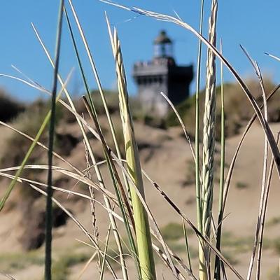 Phare de l'Espiguette 2