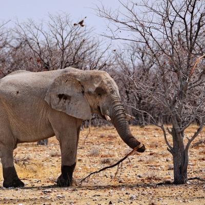 23 - Etosha