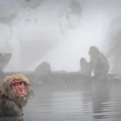 Macaques japonais 3