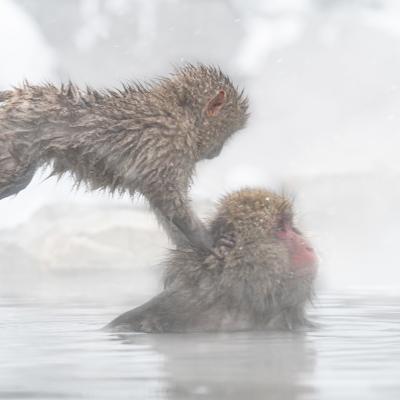 Macaques japonais 5