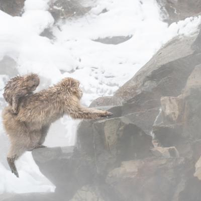 Macaques japonais 7