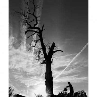 L'arbre magique 8