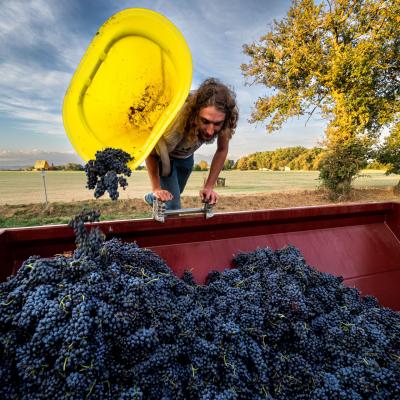 8 - Vendanges à Cadeillac