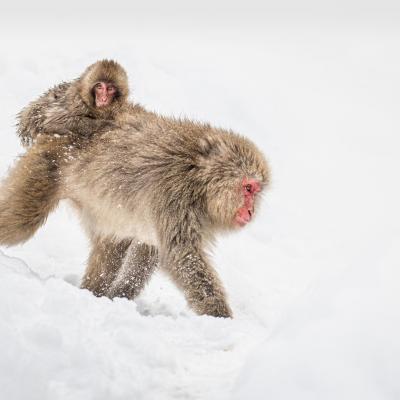 Macaques japonais 9