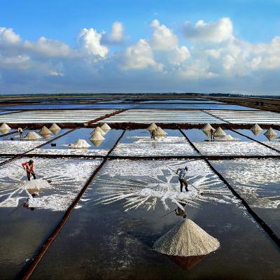 Auteur le duc toai havrvesting salt copier 