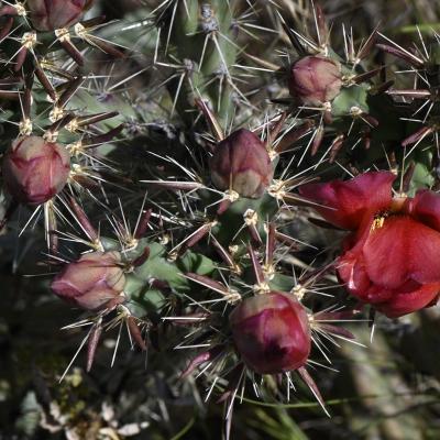 Cactus rouge et ses boutons