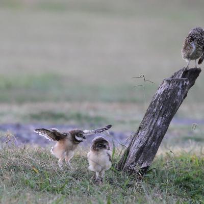 Chevêches des terriers 6