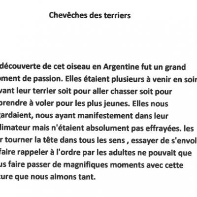 Chevêches des terriers - Présentation