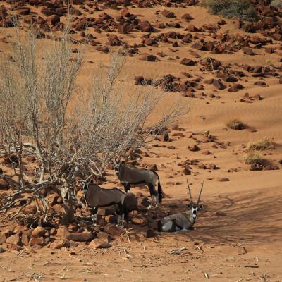 Les couleurs de la Namibie 3