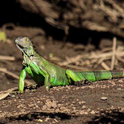 Couleurs du costarica 11 