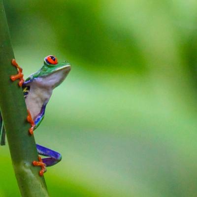 Couleurs du costarica 2 