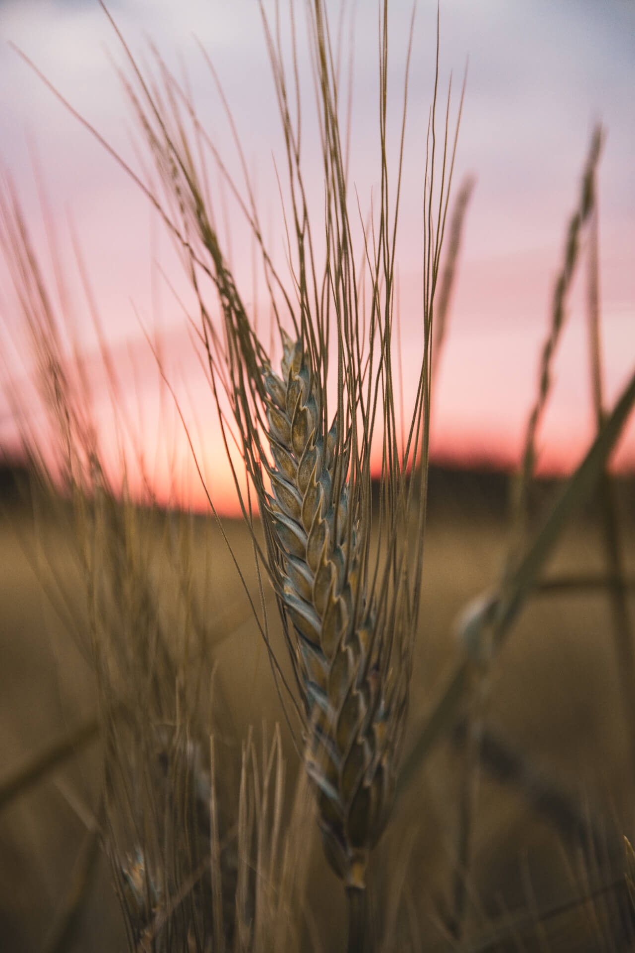 Couleurs du lauragais 11