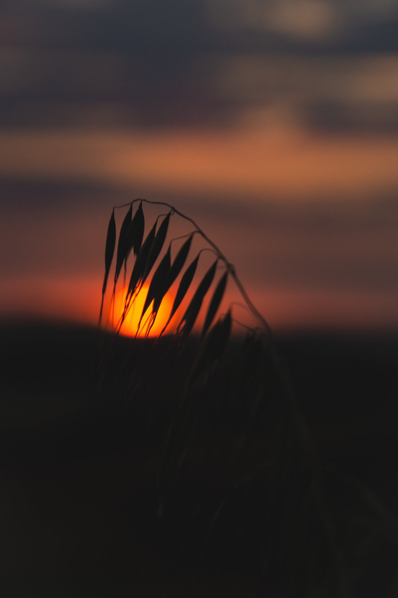 Couleurs du lauragais 5