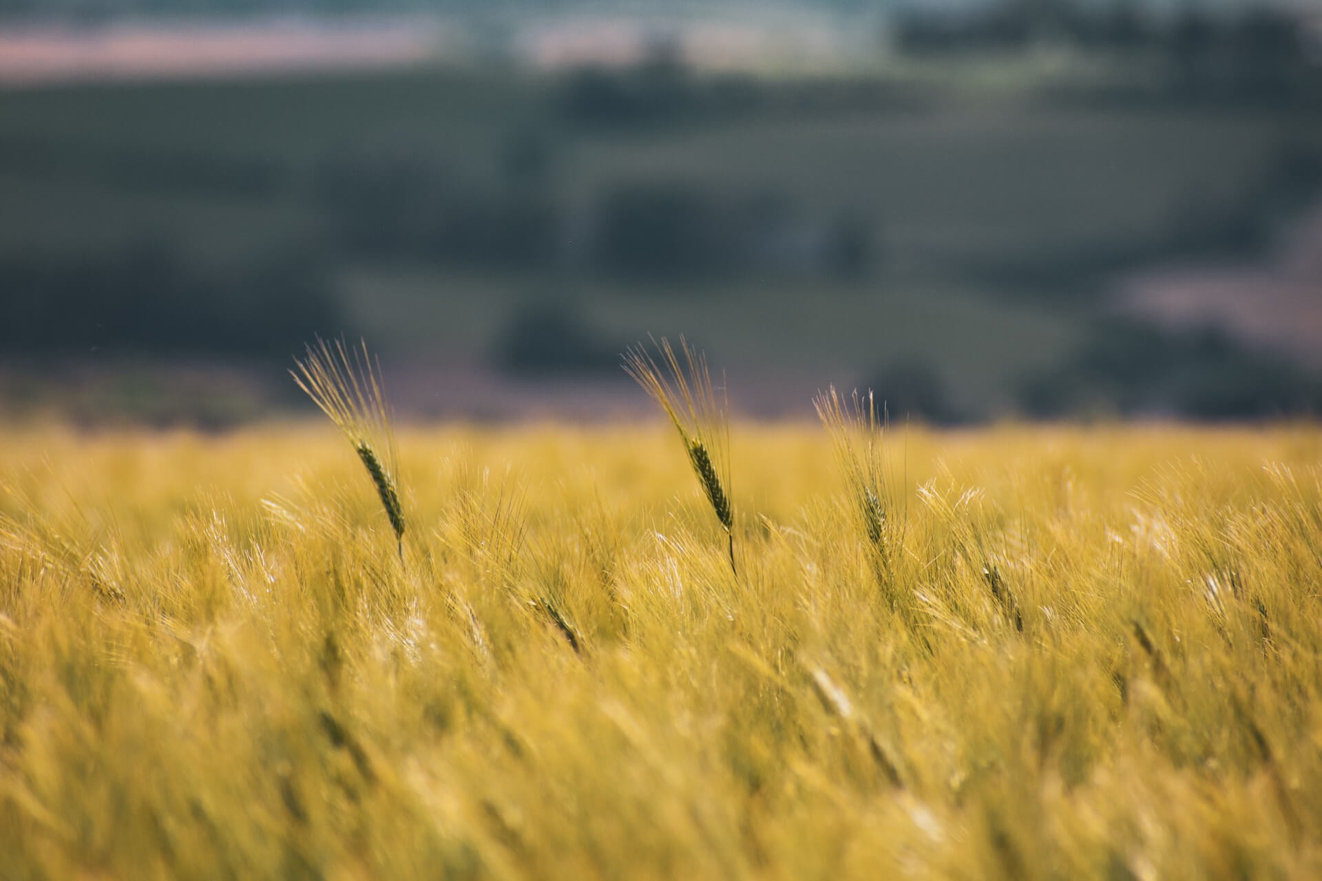 Couleurs du lauragais 7