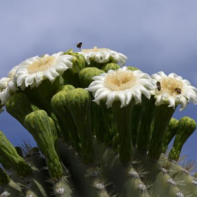 Couronne de fleurs sur un saguaro et ses habitants