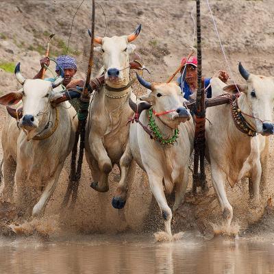 Cow racing 1 tran huu tri copier 