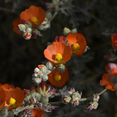 Fleurs dans le desert orange