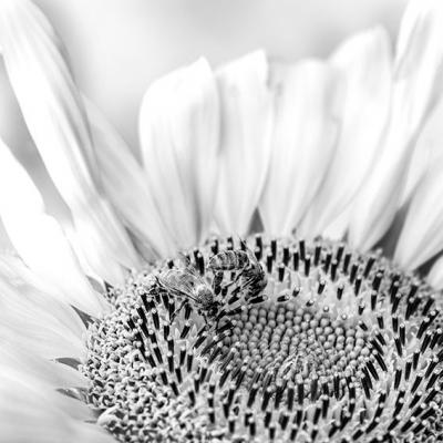 Helianthus 4 