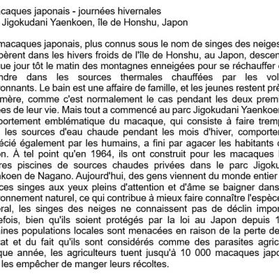 Macaques japonais - Présentation