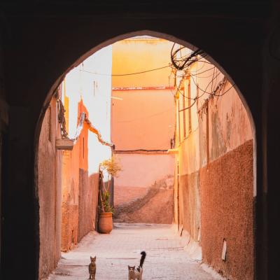 Les petits habitants de marrakech 1