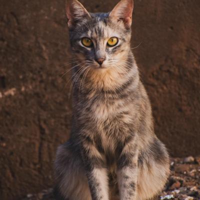 Les petits habitants de marrakech 10