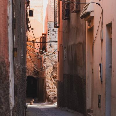 Les petits habitants de marrakech 11