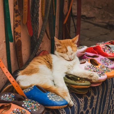 Les petits habitants de marrakech 2