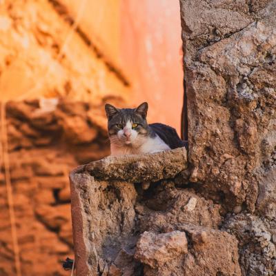 Les petits habitants de marrakech 3