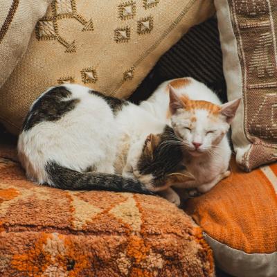 Les petits habitants de marrakech 7