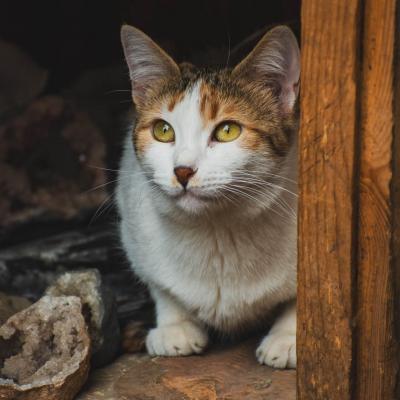 Les petits habitants de marrakech 9