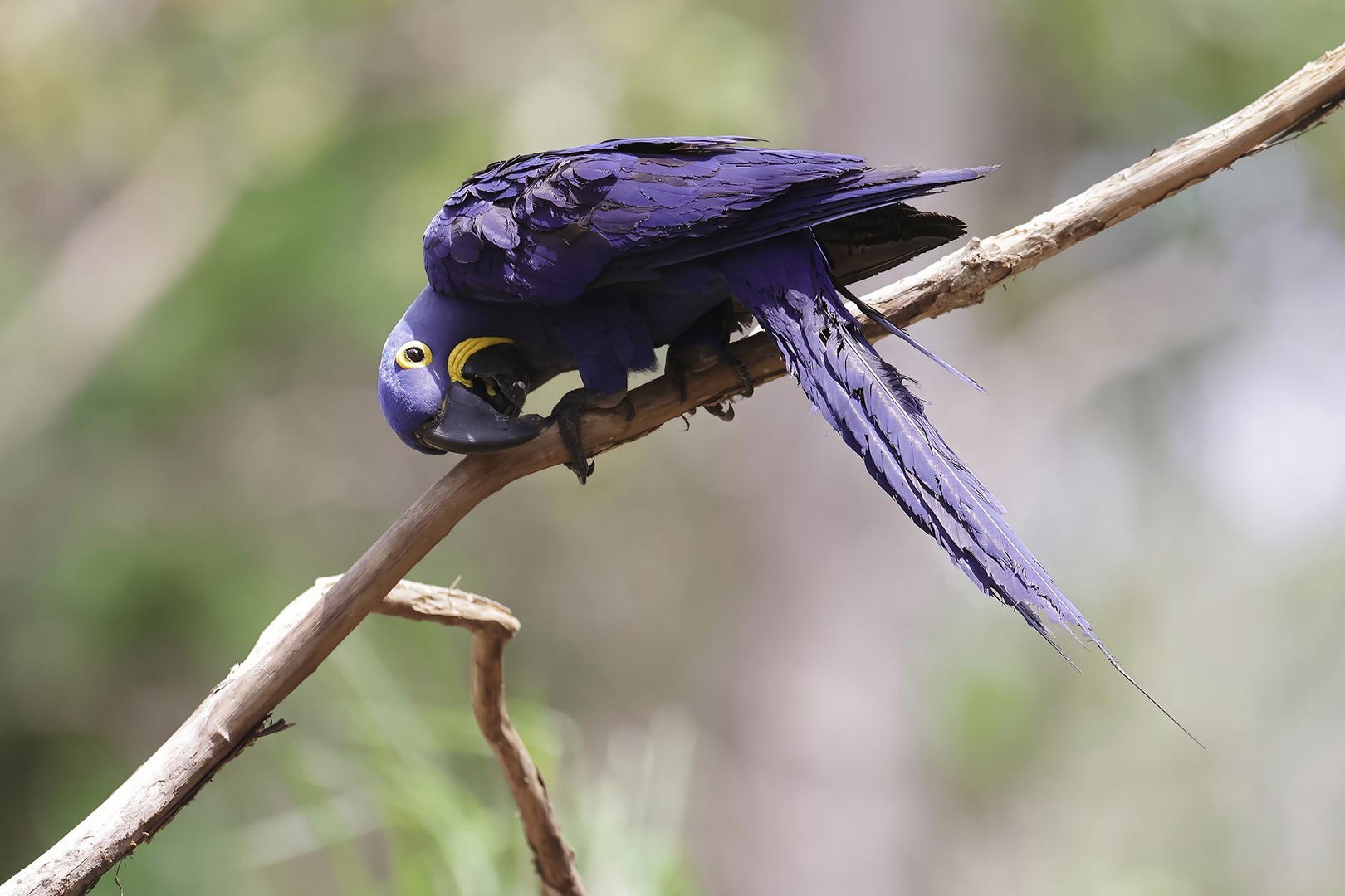 Les plumes de la mangrove 1 