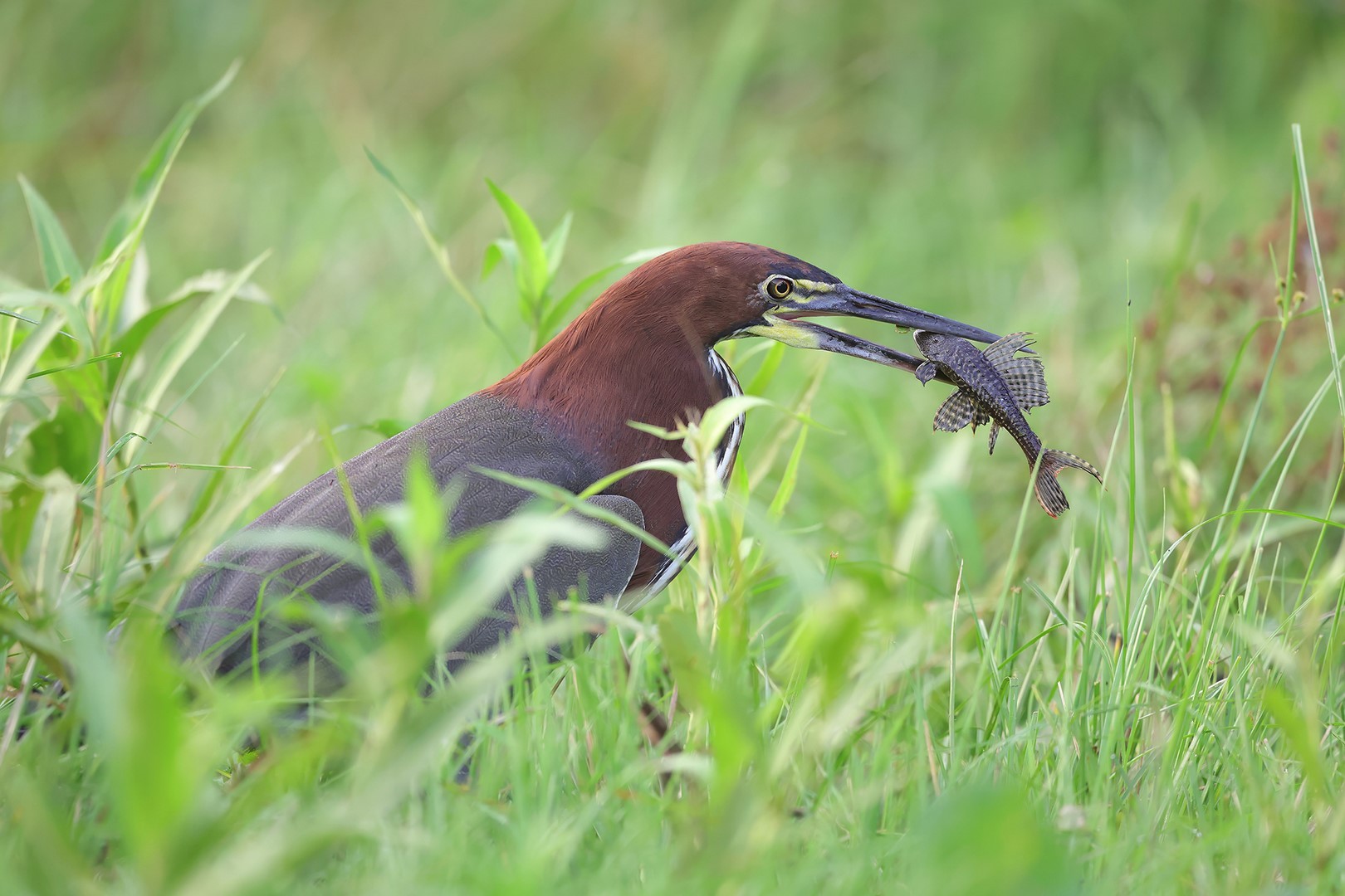 Les plumes de la mangrove 10 