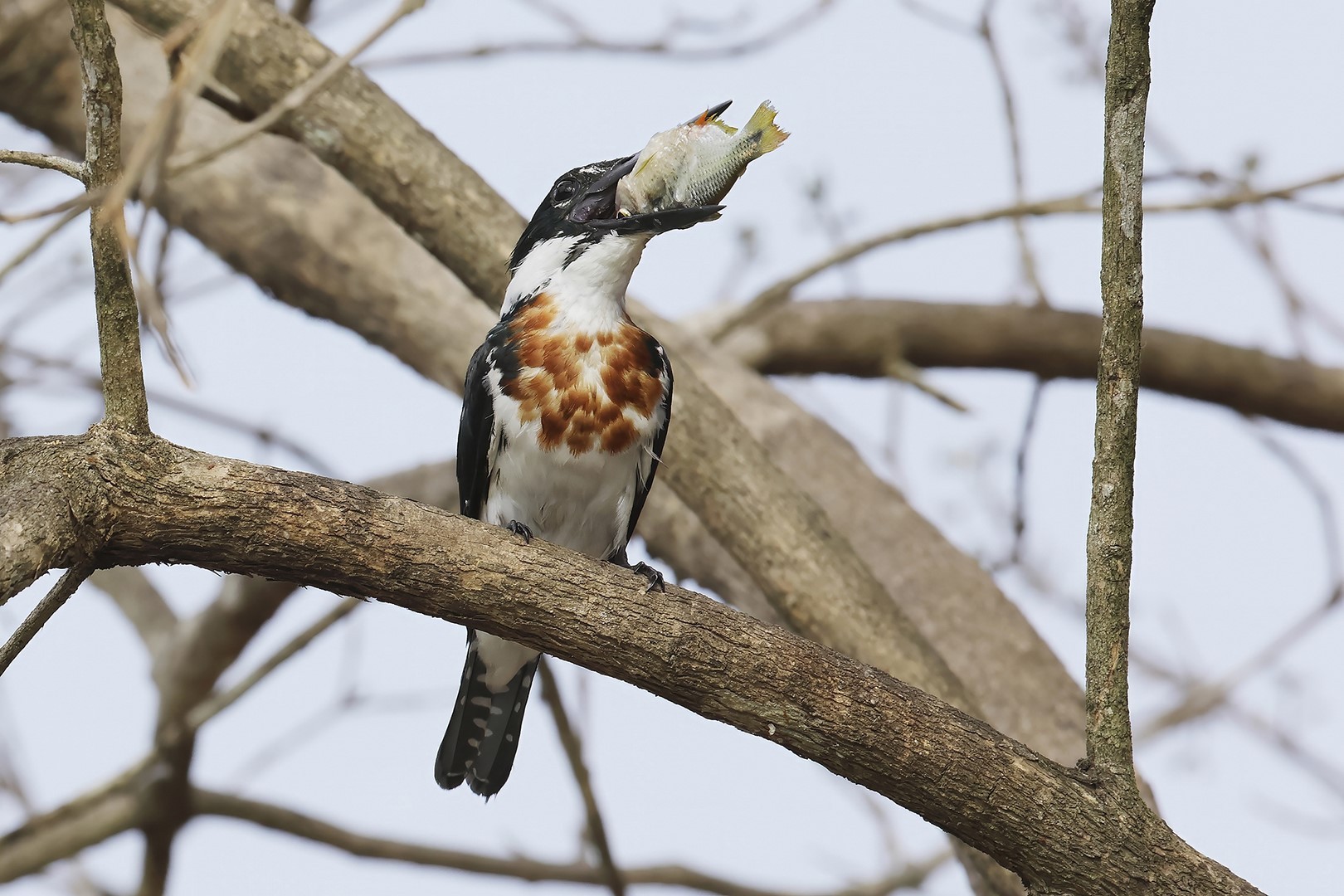 Les plumes de la mangrove 9 