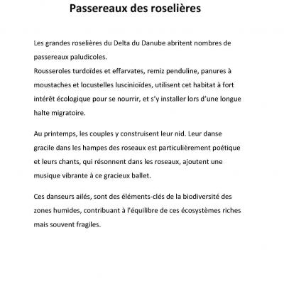 Passereaux des roselières - Présentation