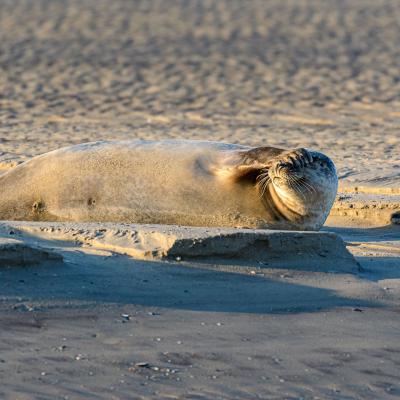 Phoque en Baie de Somme 10